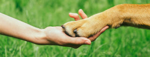 dog-paw-in-human-hand