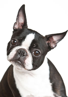 Pet Sitter, Dog Walker, Dog Sitting